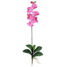 Phalaenopsis Stem (Set of 12) (Color: Dark Pink)