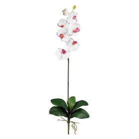 Phalaenopsis Stem (Set of 6) (Color: White)