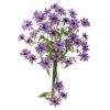 Cosmos Stem (Set of 12)