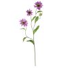 Cosmos Stem (Set of 12)