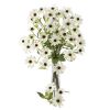 Cosmos Stem (Set of 12)