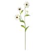 Cosmos Stem (Set of 12)