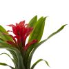 Bromeliad Bush (Set of 6)