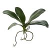 Phalaenopsis Orchid Leaf Artificial Flower (Set of 6)