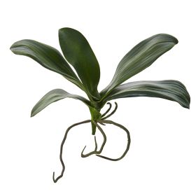 Phalaenopsis Orchid Leaf Artificial Flower (Set of 6) (size: 9")