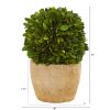 Boxwood Ball Preserved Plant in Planter (Set of 2)