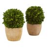 Boxwood Ball Preserved Plant in Planter (Set of 2)