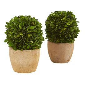 Boxwood Ball Preserved Plant in Planter (Set of 2) (size: 7")
