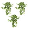 Pothos Hanging Bush (Set of 3)