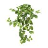 Pothos Hanging Bush (Set of 3)