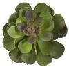 Echeveria Succulent (Set of 12)
