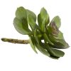 Echeveria Succulent (Set of 12)