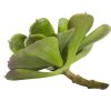 Echeveria Succulent (Set of 12)