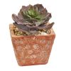 Succulent Artificial Plant in Planter (Set of 2)