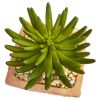 Succulent Artificial Plant in Planter (Set of 2)
