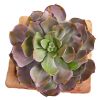 Succulent Artificial Plant in Planter (Set of 2)