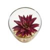 Succulent Artificial Plant in Glass Vase (Set of 2)