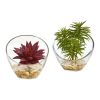 Succulent Artificial Plant in Glass Vase (Set of 2)