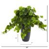 Peperomia Plant in Decorative Planter (Real Touch)