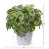Watermelon Peperomia Plant in Planter (Real Touch)