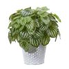 Watermelon Peperomia Plant in Planter (Real Touch)