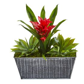Bromeliad and Agave Plant in Black Tin Planter (size: 11")