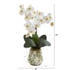 Phalaenopsis Orchid Arrangement in Floral Vase