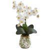 Phalaenopsis Orchid Arrangement in Floral Vase