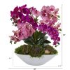 Phalaenopsis Orchid and Succulent Arrangement in Vase