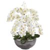 Phalaenopsis Orchid Arrangement in Large Cement Bowl