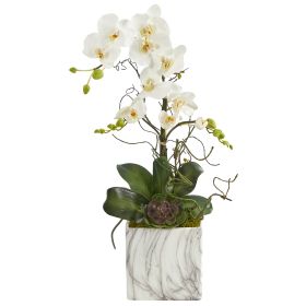 Phalaenopsis Orchid and Succulent Arrangement in Vase (size: 24")