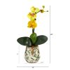 Mini Orchid Phalaenopsis Arrangement in Floral Vase