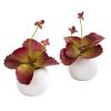 Succulent Artificial Plant in White Planter (Set of 2)