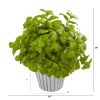 Basil Plant in White Planter with Silver Trimming
