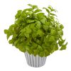 Basil Plant in White Planter with Silver Trimming