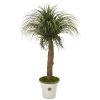 Pony Tail Palm Artificial Plant in Decorative Planter